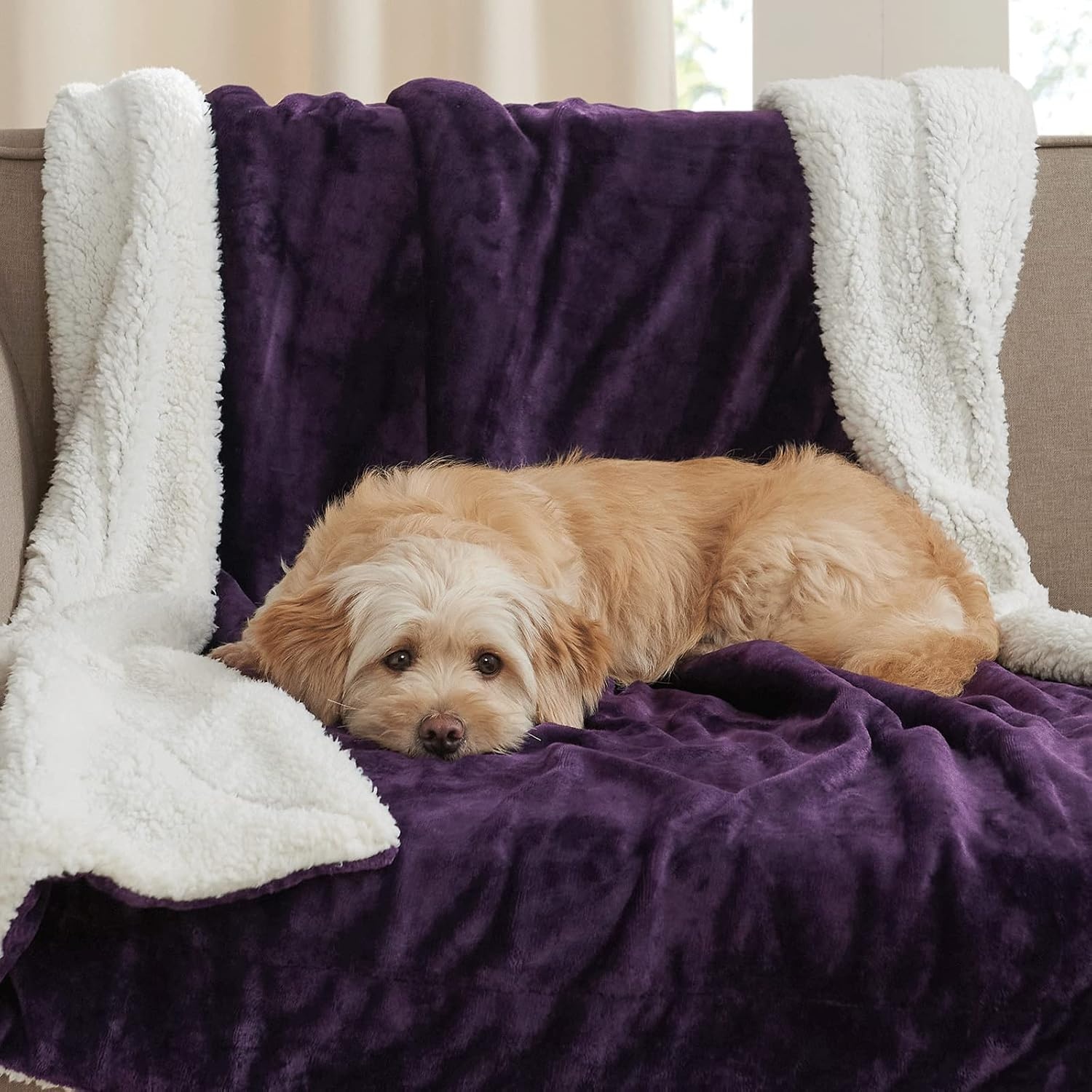 image:imageNICETOWN Grey Fleece Twin Blanket 300GSM Soft Lightweight Plush Cozy Twin Blankets for Bed Sofa Couch Travel Camping 60x80 inchesSherpa Fleece Purple